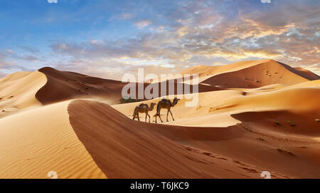 Cammelli fra il Sahara dune di sabbia di Erg Chebbi Marocco