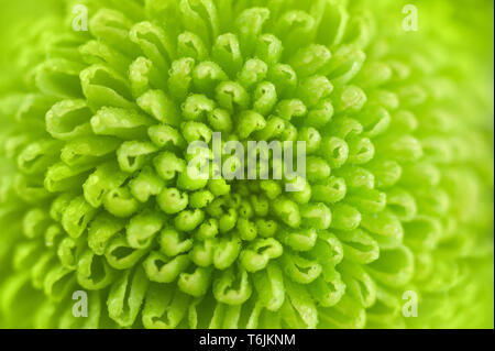 Crisantemo verde vicino. Fresca immagine colorata per il tuo design. Immagine Macro con piccole profondità di campo. Foto Stock