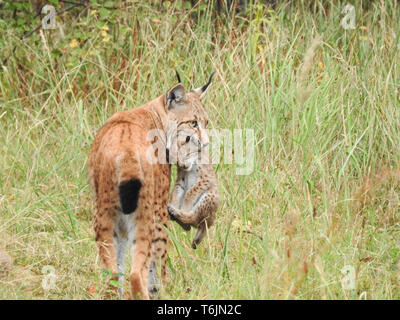 Lynx nella foresta Foto Stock