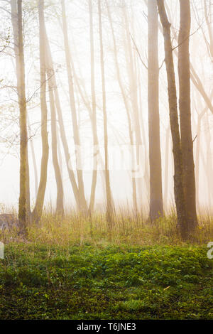 Un Bosco nebbioso scena da uno dei laghi a Cotswold Water Park. Foto Stock