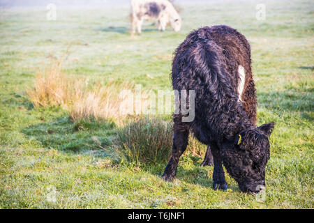 Un Belted Galloway pascolare in un campo noto come angolo di luccio nel Cotswold Water Park. Foto Stock