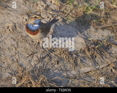 Pettazzurro, Luscinia svecica, passerine bird, blaukehlchen Foto Stock