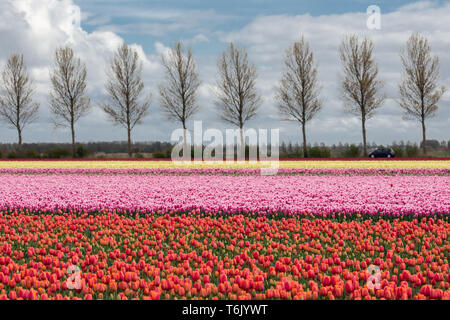 Terreni agricoli olandese con country road e colorato campo di tulipani Foto Stock