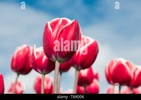 Close-up di tulipani rossi fotografato con il fuoco selettivo Foto Stock