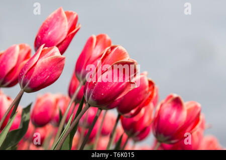 Close-up di tulipani rossi fotografato con il fuoco selettivo Foto Stock