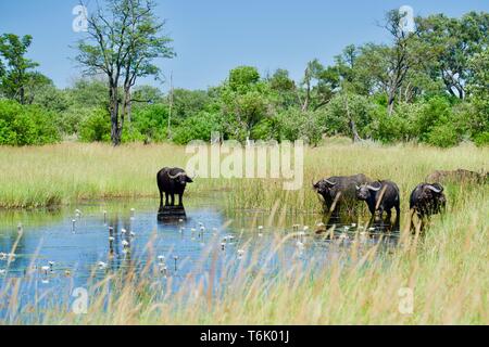 Buffalo in uno stagno di fiori in Moremi Game Reserve Foto Stock