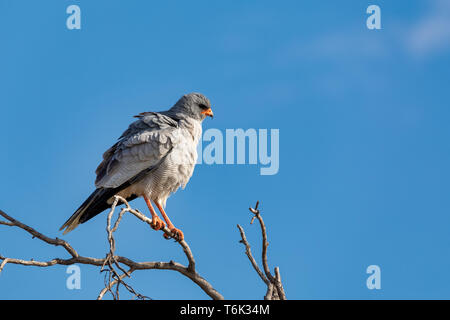 Il salmodiare pallido astore uccello in Etosha, Namibia Africa wildlife Foto Stock