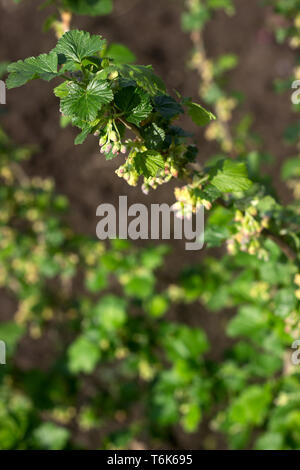 Fioritura di ribes nero bush in una giornata di sole. Messa a fuoco selettiva. Foto Stock