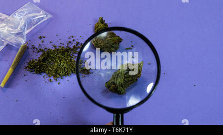 La marijuana gemme di close-up. Concetto di medicina di erbe con la cannabis. La marijuana è medicina Foto Stock