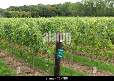 Le uve Chardonnay crescere sui vitigni in Crouch Valley Wine regione di Essex. Foto Stock