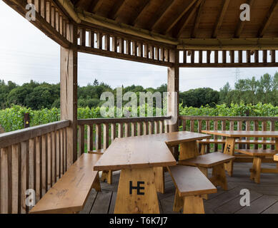 Le uve Chardonnay crescere sui vitigni in Crouch Valley Wine regione di Essex. Foto Stock