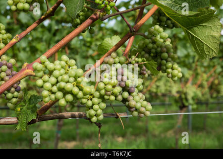 Le uve Chardonnay crescere sui vitigni in Crouch Valley Wine regione di Essex. Foto Stock