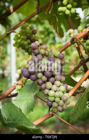 Le uve Chardonnay crescere sui vitigni in Crouch Valley Wine regione di Essex. Foto Stock