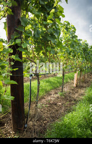 Le uve Chardonnay crescere sui vitigni in Crouch Valley Wine regione di Essex. Foto Stock