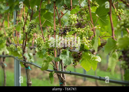 Le uve Chardonnay crescere sui vitigni in Crouch Valley Wine regione di Essex. Foto Stock