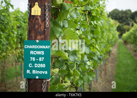 Le uve Chardonnay crescere sui vitigni in Crouch Valley Wine regione di Essex. Foto Stock