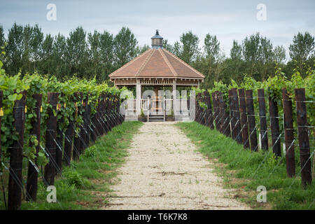 Le uve Chardonnay crescere sui vitigni in Crouch Valley Wine regione di Essex. Foto Stock