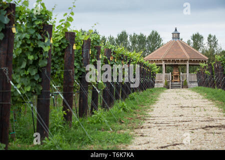 Le uve Chardonnay crescere sui vitigni in Crouch Valley Wine regione di Essex. Foto Stock