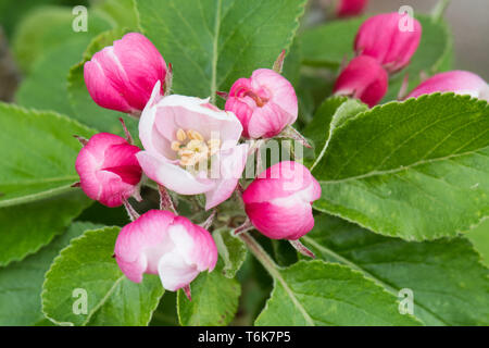 Re fiore o fiore apicale su James Grieve apple blossom tree Foto Stock