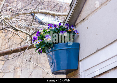 Viole coltivate o pansies in viola, l'arancione e bianco sono in ceramica blu piantatrice fissa sulla parete accanto alla porta di un garage Foto Stock