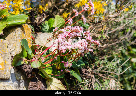 Bergenia Cordifolia noto anche come heartleaf o orecchie di elefante cresce fiori di colore rosa dalla parte superiore di una parete Foto Stock