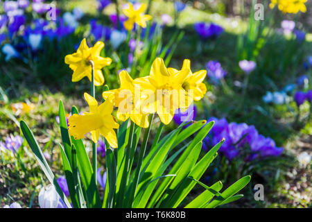 Un cluster di narcisi aprire al sole con una brillante blu e viola di crochi creando una sfocata sfondo bokeh di fondo Foto Stock