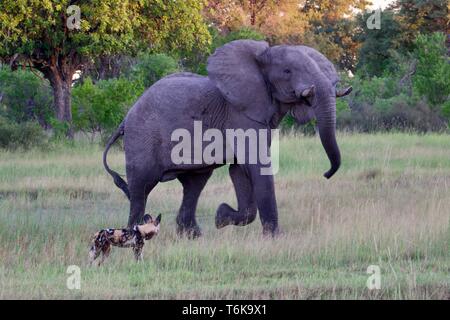 Elephant versus wild dog con la Moremi Game Reserve Foto Stock