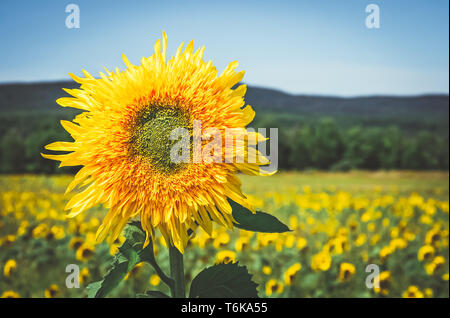 Golden girasole nel soleggiato Campo estivo, con montagne all'orizzonte. Foto Stock