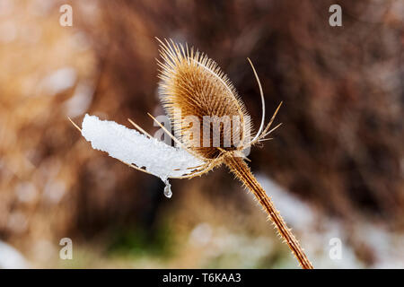 Cattails lungo il sud Arkansas River in fresco di aprile tempesta di neve; Vandaveer Ranch; Salida; Colorado; USA Foto Stock