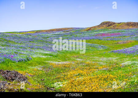 Fioritura di fiori di campo sul suolo roccioso del Nord Table Mountain Riserva Ecologica, Oroville, Butte County, California Foto Stock