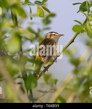 Sedge trillo (Acrocepphalus schoenobaenus) Foto Stock