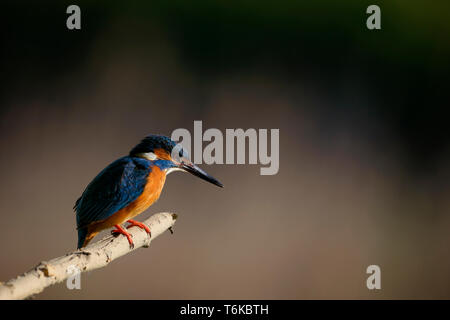 Kingfisher uccello in piedi sul ramo albero alla ricerca di pesce Foto Stock