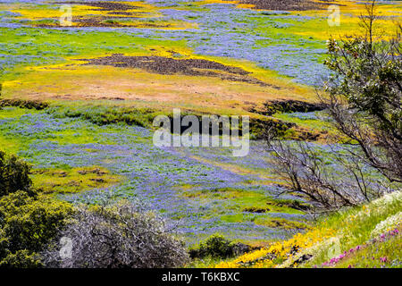 Fioritura di fiori di campo sul suolo roccioso del Nord Table Mountain Riserva Ecologica, Oroville, Butte County, California Foto Stock