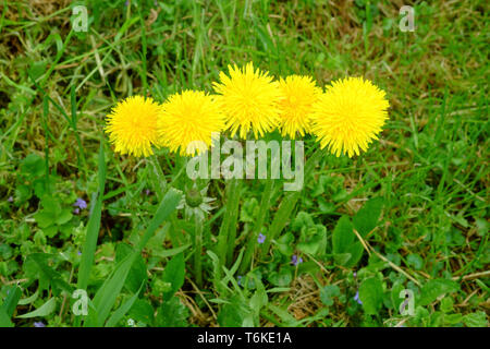 Di colore giallo brillante di tarassaco Taraxacum officinale che cresce in un giardino rurale Zala county Ungheria Foto Stock