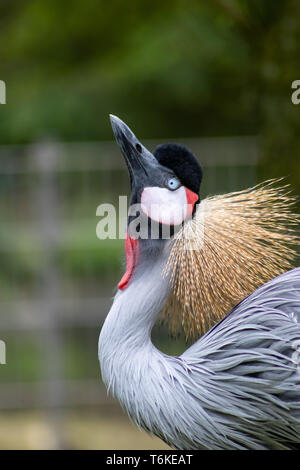 Ritratto di un maschio africano coronato gru con belle piume e splendidi colori e piumaggio d'oro sulla sua testa con arancione bianco e nero testa Foto Stock