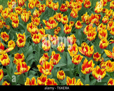 Colori vividi Mickey Mouse tulipani, uno dei più antichi Gruppo di tulipani in coltivazione Foto Stock