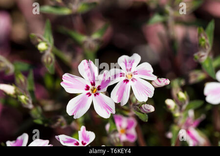Phlox subulata "Candy stripe", striscianti phlox, fiori closeup. Primavera, England, Regno Unito Foto Stock