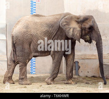 Elefante in giardino zoologico Foto Stock