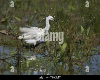 Garzetta, Egretta garzetta, Germania Est Foto Stock