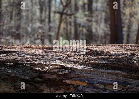 Foresta di Outlook di decadimento di solitudine da soli Lonely Albero caduto il moncone sfondo naturale Foto Stock