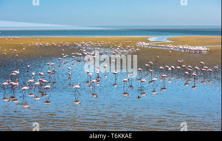 Stormo di fenicotteri a Walvis Bay, Namibia Foto Stock