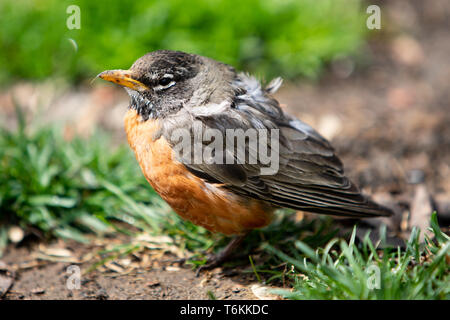 La fauna La fauna Uccelli rosso arancio American Robin capretti Foto Stock