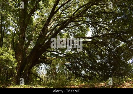 Il giardino segreto all'interno di una vecchia foresta mista. Foto Stock