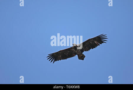 Aquila dalla coda bianca, albicilla di Haliaeetus, che vola sopra sotto il cielo blu Foto Stock