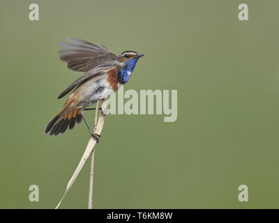 Pettazzurro, Luscinia svecica, passerine bird, blaukehlchen Foto Stock