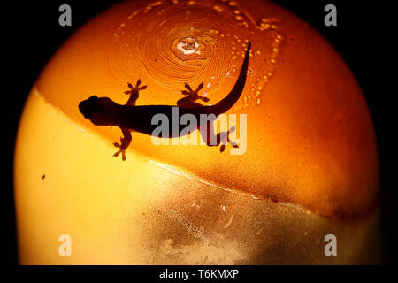 Bella la silhouette di un gecko su una lampada - Borneo Malaysia Asia Foto Stock