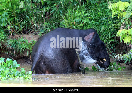 Borneo elefante pigmeo (Elephas maximus borneensis) - Borneo Malaysia Asia Foto Stock