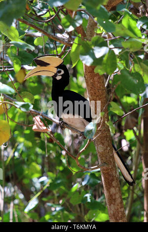 Oriental pied hornbill (Anthracoceros albirostris) - Borneo Malaysia Asia Foto Stock