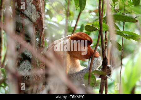 Proboscide di scimmia (Nasalis larvatus) maschio mangiare - Borneo Malaysia Asia Foto Stock