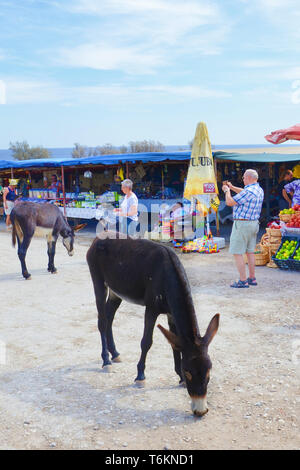 Dipkarpaz, Penisola Karpas, Cipro del Nord - 3 OTT 2018: asini selvatici permanente sulla strada dal mercato all'aperto. Il turista più vecchi è di scattare una foto con il telefono. Foto Stock